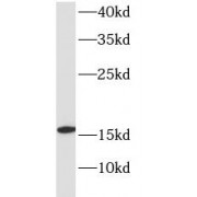 WB analysis of mouse spleen tissue, using HBD antibody (1/1000 dilution).
