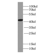 WB analysis of HEK-293 cells, using HBQ1-Specific antibody (1/1000 dilution).