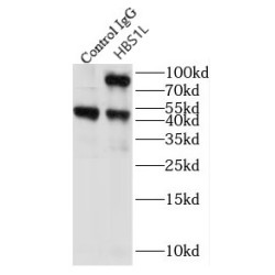 HBS1-Like Protein (HBS1L) Antibody