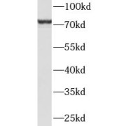 WB analysis of Jurkat cells, using HBS1L antibody (1/2000 dilution).