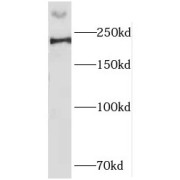 WB analysis of HEK-293 cells, using HCFC1 antibody (1/500 dilution).