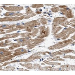 Potassium/sodium Hyperpolarization-Activated Cyclic Nucleotide-Gated Channel 2 (HCN2) Antibody