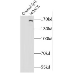 Histone Deacetylase 6 (HDAC6) Antibody