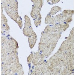 Hemoglobin alpha Antibody