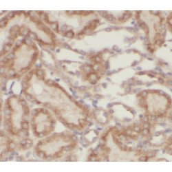 Homocysteine-Responsive Endoplasmic Reticulum-Resident Ubiquitin-Like Domain Member 2 Protein (HERPUD2) Antibody