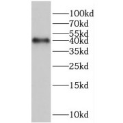 WB analysis of A549 cells, using HERPUD2 antibody (1/600 dilution).