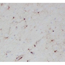 Transcription Factor HES-5 (HES5) Antibody