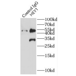 Hairy/enhancer-Of-Split Related With YRPW Motif Protein 1 (HEY1) Antibody