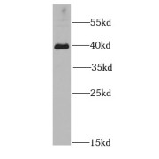 WB analysis of mouse skeletal muscle tissue, using HIF1AN antibody (1/1000 dilution).