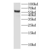 WB analysis of human liver tissue, using HINFP antibody (1/300 dilution).