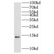 WB analysis of L02 cells, using HIST2H2AA4 antibody (1/600 dilution).