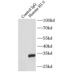 Histone H1.0 Antibody