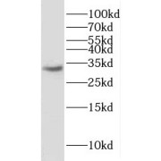 WB analysis of HeLa cells, using Histone H1.0 antibody (1/600 dilution).