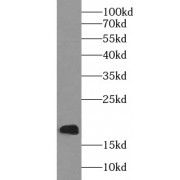 WB analysis of HL-60 cells, using H2AFX antibody (1/1000 dilution).