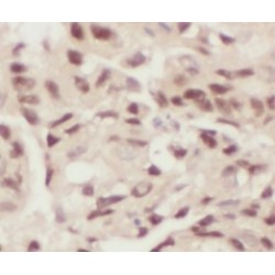 Histone H4 (HIST1H4A) Antibody
