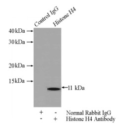 Histone H4 (HIST1H4A) Antibody