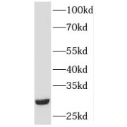 WB analysis of Raji cells, using HLA-DMB antibody (1/600 dilution).