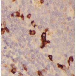 HLA Class II Histocompatibility Antigen, DR Beta 5 Chain (HLA-DRB5) Antibody