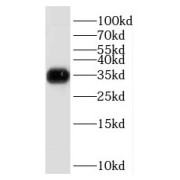 WB analysis of HeLa cells, using HMG20B antibody (1/800 dilution).