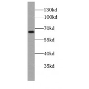 WB analysis of HeLa cells, using HMGXB4 antibody (1/2000 dilution).