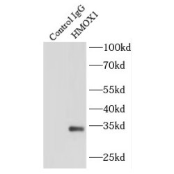 Heme Oxygenase 1 (HMOX1) Antibody