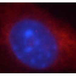 Heme Oxygenase 2 (HMOX2) Antibody