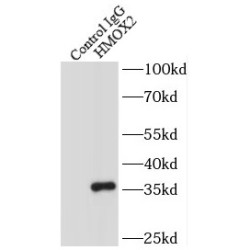 Heme Oxygenase 2 (HMOX2) Antibody