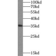 WB analysis of HepG2 cells, using HMOX2 antibody (1/600 dilution).