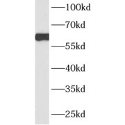 WB analysis of L02 cells, using HNF1B antibody (1/800 dilution).