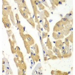 Histamine N-Methyltransferase (HNMT) Antibody