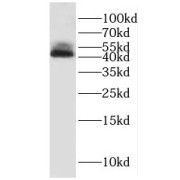 WB analysis of HeLa cells, using HNRNPF antibody (1/1000 dilution).