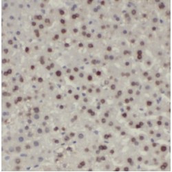 Heterogeneous Nuclear Ribonucleoprotein U (HNRNPU) Antibody