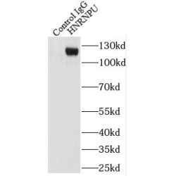 Heterogeneous Nuclear Ribonucleoprotein U (HNRNPU) Antibody