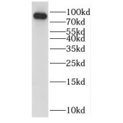 WB analysis of HEK-293 cells, using HOOK1 antibody (1/600 dilution).