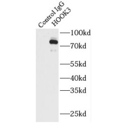 Protein Hook Homolog 3 (HOOK3) Antibody