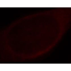 Hypoxanthine Phosphoribosyltransferase 1 (HPRT1) Antibody