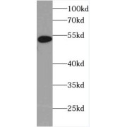 WB analysis of HepG2 cells, using HPSE antibody (1/2000 dilution).