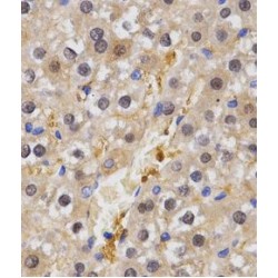 Heat Shock Factor Protein 2 (HSF2) Antibody