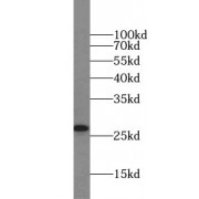 WB analysis of HeLa cells, using HSPB1 antibody (1/1000 dilution).