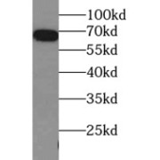 WB analysis of HeLa cells, using HSP70 antibody (1/10000 dilution).