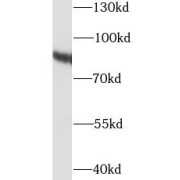 WB analysis of HeLa cells, using HSP90AB1 antibody (1/1000 dilution).