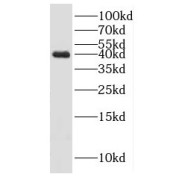 WB analysis of mouse testis tissue, using HSPBP1 antibody (1/500 dilution).