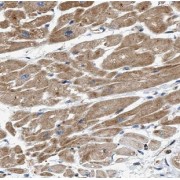 IHC-P analysis of human heart tissue, using humanin Antibody (1/50 dilution).