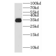 WB analysis of RAW264.7 cells, using HUS1B antibody (1/500 dilution).