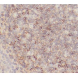 Hydrogen Voltage Gated Channel Protein 1 (HVCN1) Antibody