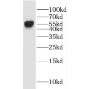 WB analysis of mouse brain tissue, using ICA1L antibody (1/500 dilution).