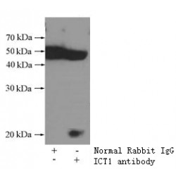 Peptidyl-tRNA Hydrolase ICT1, Mitochondrial (ICT1) Antibody