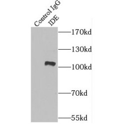 Insulin Degrading Enzyme (IDE) Antibody