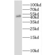 WB analysis of HEK-293 cells, using IDH2 antibody (1/1000 dilution).