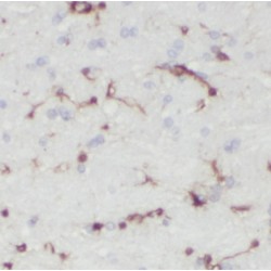 Isocitrate Dehydrogenase [NAD] Subunit Gamma, Mitochondrial (IDH3G) Antibody